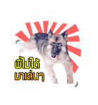 My Dog in Memory（個別スタンプ：15）