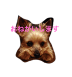 トムいぬさん（個別スタンプ：2）
