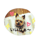 トムいぬさん（個別スタンプ：3）
