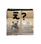 トムいぬさん（個別スタンプ：9）