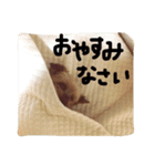 トムいぬさん（個別スタンプ：11）