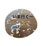 トムいぬさん（個別スタンプ：13）