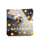 トムいぬさん（個別スタンプ：15）