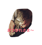 みぶちゃんだよ（個別スタンプ：3）