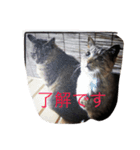 みぶちゃんだよ（個別スタンプ：5）
