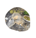 みぶちゃんだよ（個別スタンプ：6）