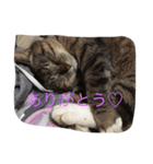 みぶちゃんだよ（個別スタンプ：7）