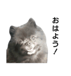 黒ポメ4.5kg (F)（個別スタンプ：1）