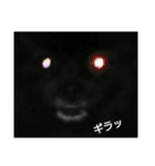 黒ポメ4.5kg (F)（個別スタンプ：16）
