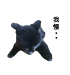 黒ポメ4.5kg (F)（個別スタンプ：21）