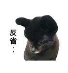 黒ポメ4.5kg (F)（個別スタンプ：25）