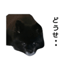黒ポメ4.5kg (F)（個別スタンプ：31）
