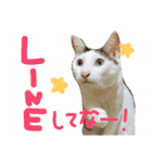 ミケネコつくし（個別スタンプ：3）