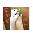 ミケネコつくし（個別スタンプ：6）