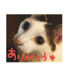 ミケネコつくし（個別スタンプ：8）