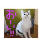 ミケネコつくし（個別スタンプ：10）