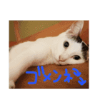 ミケネコつくし（個別スタンプ：14）