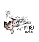 Dalmatian Love Love Rambo（個別スタンプ：1）