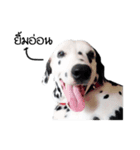 Dalmatian Love Love Rambo（個別スタンプ：2）