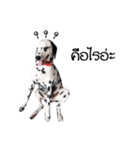 Dalmatian Love Love Rambo（個別スタンプ：4）