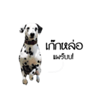 Dalmatian Love Love Rambo（個別スタンプ：5）