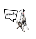 Dalmatian Love Love Rambo（個別スタンプ：8）