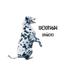 Dalmatian Love Love Rambo（個別スタンプ：10）
