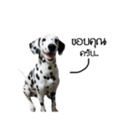 Dalmatian Love Love Rambo（個別スタンプ：11）