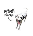 Dalmatian Love Love Rambo（個別スタンプ：12）