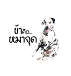 Dalmatian Love Love Rambo（個別スタンプ：13）