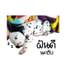 Dalmatian Love Love Rambo（個別スタンプ：14）