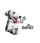 Dalmatian Love Love Rambo（個別スタンプ：15）