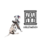 Dalmatian Love Love Rambo（個別スタンプ：16）