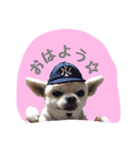 チワワのおっちゃん（個別スタンプ：1）