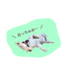 チワワのおっちゃん（個別スタンプ：2）