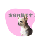 チワワのおっちゃん（個別スタンプ：3）