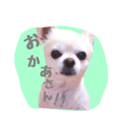 チワワのおっちゃん（個別スタンプ：4）
