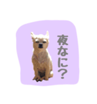チワワのおっちゃん（個別スタンプ：5）