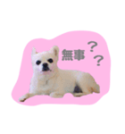 チワワのおっちゃん（個別スタンプ：6）