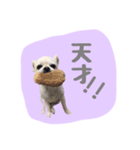 チワワのおっちゃん（個別スタンプ：7）