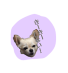 チワワのおっちゃん（個別スタンプ：8）
