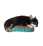 フンタンの日常（個別スタンプ：5）