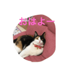 sakura-mike（個別スタンプ：1）