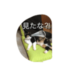 sakura-mike（個別スタンプ：3）