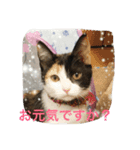 sakura-mike（個別スタンプ：7）