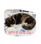 sakura-mike（個別スタンプ：8）