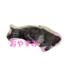 ねこ〜ず2（個別スタンプ：1）