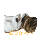 ねこ〜ず2（個別スタンプ：3）