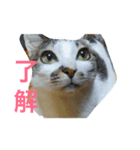 ねこ〜ず2（個別スタンプ：4）