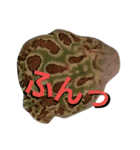 FROG 1day（個別スタンプ：3）